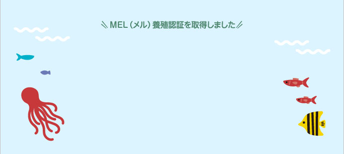 MEL（メル）養殖認証を取得しました